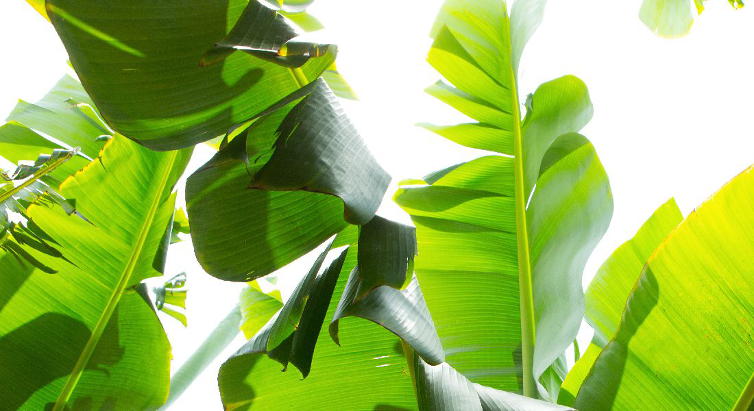 Banana leaves