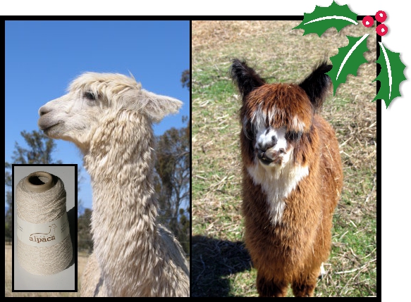 Marlyn Alpaca